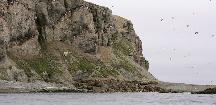 Seltene Begegnung auf Oranskiy Island. Walrosse, Vogelfelsen und Eisbär auf demselben Bild.