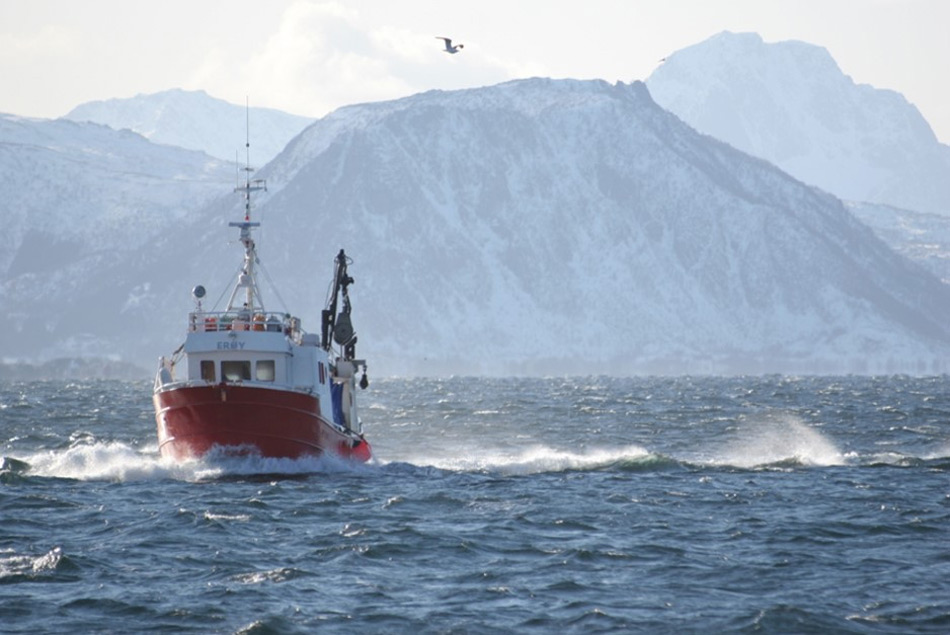 Bisher war Fischerei in der Arktis vor allem auf Küstengebiete beschränkt. Nährstoffreiches Wasser entlang der Küste machte das Fischen für Kleine Fangschiffe lukrativ. Doch mit der steigenden globalen Nachfrage nach Fisch, mussten neue Fanggebiete auf dem offenen Meer ausgebeutet werden. Bild: NOFIMA