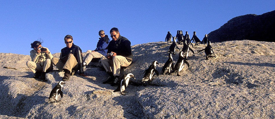 Bei Boulders Beach, sÃ¼dlich von Kapstadt sind die Pinguine eine der Hauptattraktion. Wenn sie am Abend von Fischfang zurÃ¼ckkehren zeigen Sie keine Scheu vor den Menschen.