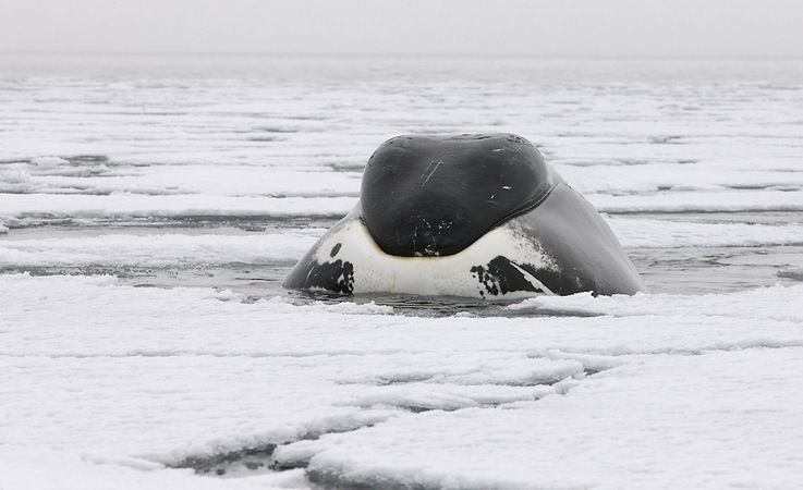 Gru00f6nlandwale sind richtige Eisliebhaber und ku00f6nnen mit der verstu00e4rkten Oberseite der Schnauze