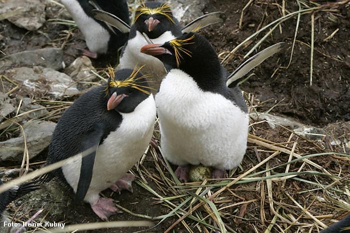 Rekordverdächtige Pinguine