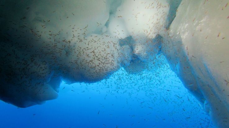 Krill ist in seiner Entwicklung auf den Meereiszyklus angewiesen. Dabei schlu00fcpfen die Larven der