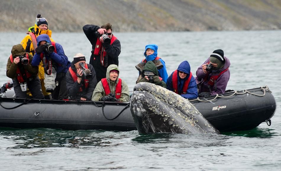 Grauwale in Russland kommen langsam zurück