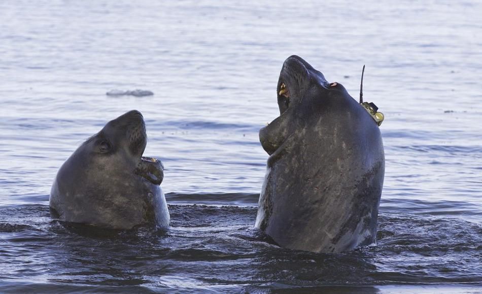 See-Elefanten helfen Wissenschaftlern das Rätsel um Tiefenwasser Produktion zu lösen