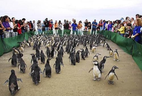 400 verirrte Pinguine in Brasilien