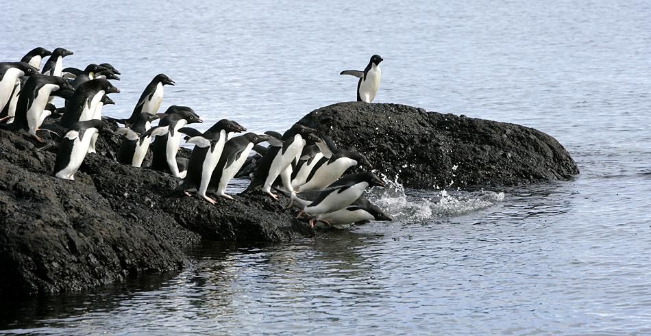 Vogelgrippevirus bei Pinguinen entdeckt