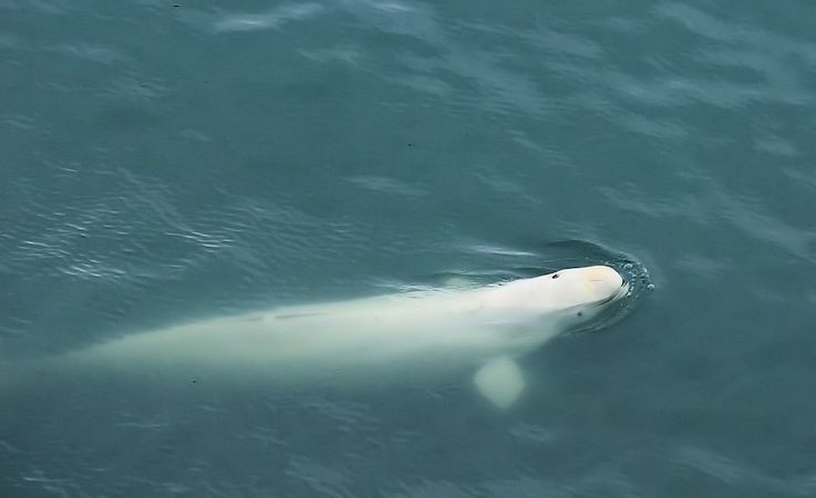 Belugas suchen ihre Nahrung bevorzugterweise an der Eiskante oder in Fjorden in der Nu00e4he von