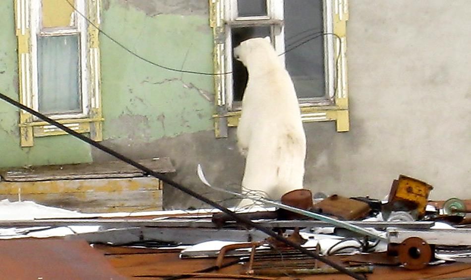 Spitzbergen - Eisbären in Notwehr erschossen