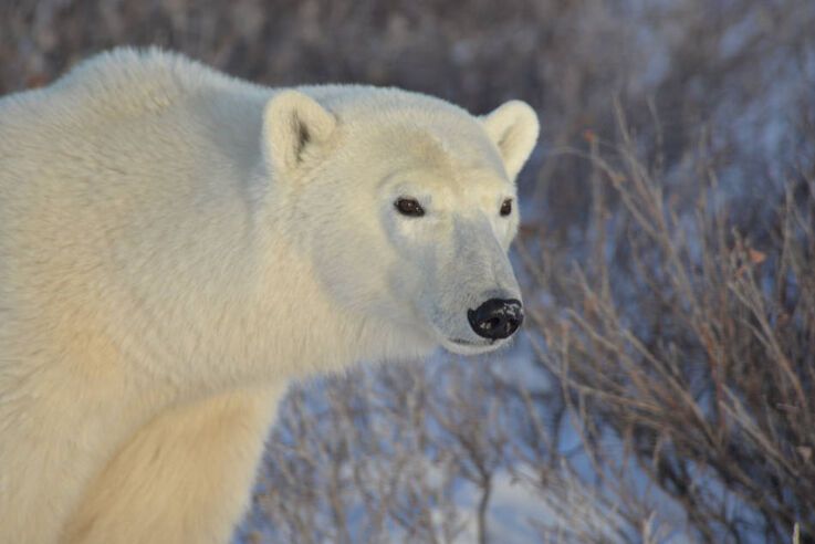 Eisbu00e4r, Hund oder Auto? Ein u00dcberwachungsradar soll die Arktisgemeinden u00fcber sich nu00e4hernde