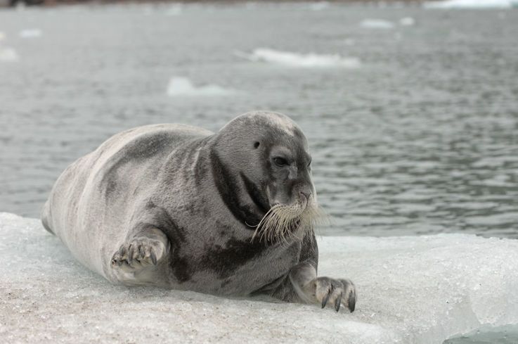 Robben aus der u00f6stlichen Arktis Kanadas haben es bisher geschafft, keinen Plastikmu00fcll im Magen