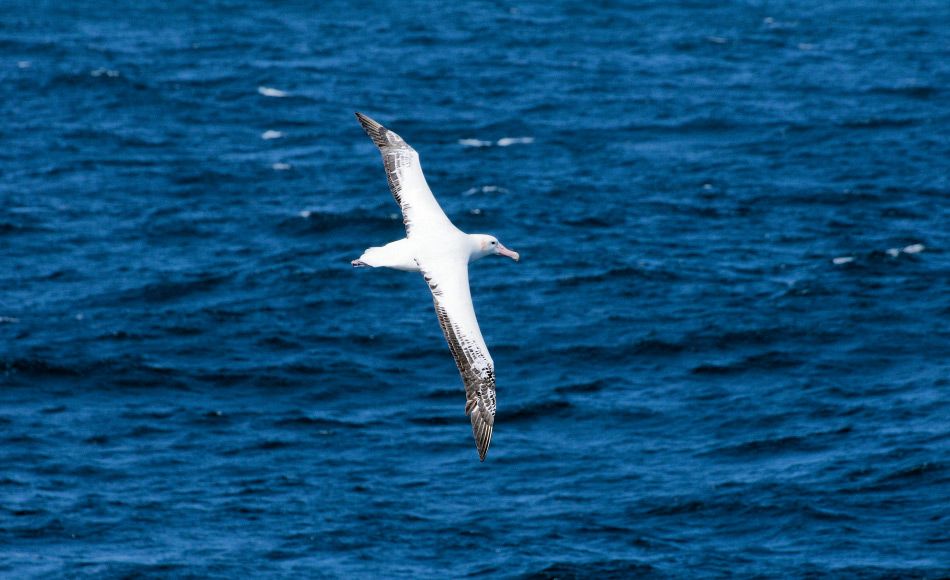 Warum Albatrosse über den Südlichen Ozean segeln können