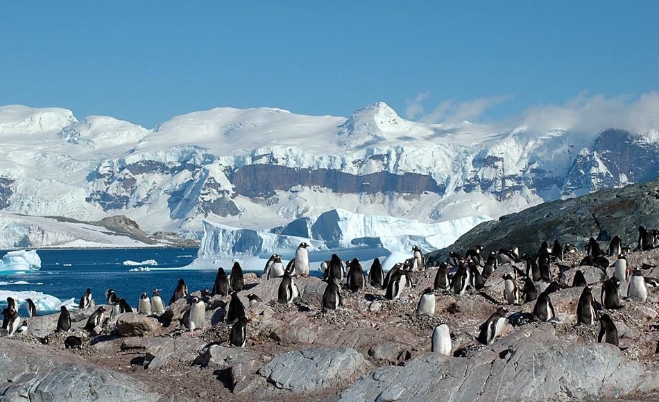 Federn von flugunfähigen Pinguinen als Vorbild für die Luftfahrtindustrie