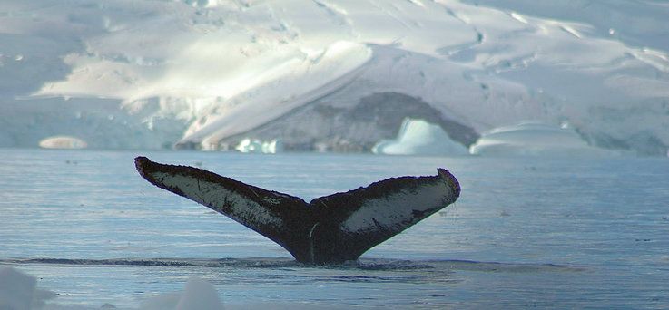 Buckelwale sind mittlerweile wieder ein hu00e4ufiger Anblick in den Gewu00e4ssern rund um Antarktika.