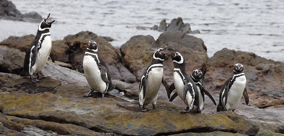 Todesfälle bei Pinguinen in Zusammenhang mit Klimawandel