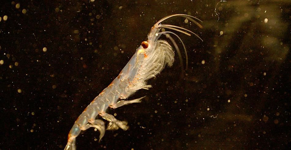 Wie überlebt Krill den Winter in der Antarktis?
