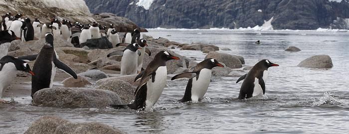 Schutzgebiet Antarktis verhindert