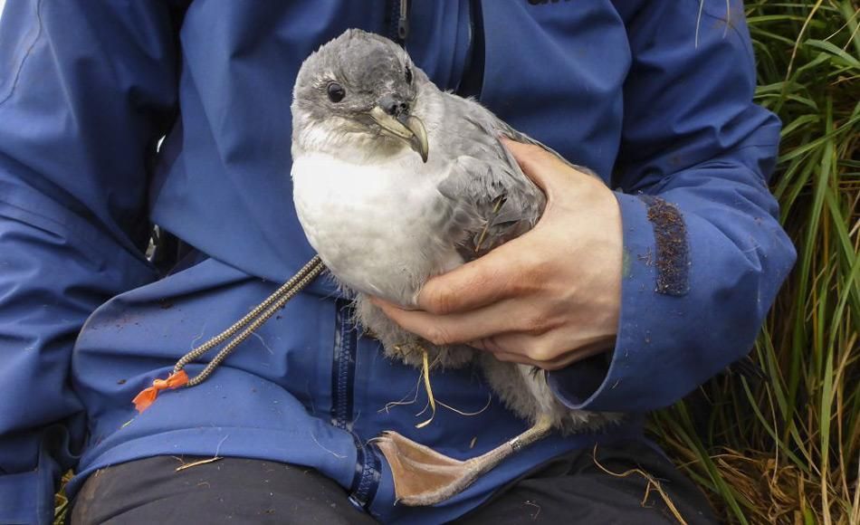 Eine bedrohte Seevogelart legt bei der Futtersuche tausende von Kilometern zurück