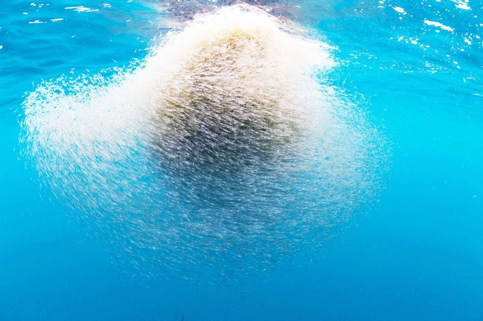 Buckelwale am Buffet: Forscher beobachten Wale in einem Krill-Superschwarm