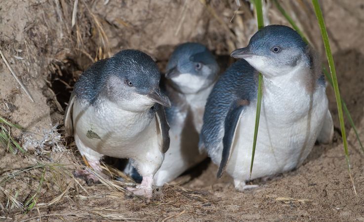 Zwergpinguine sind die kleinste Pinguinart weltweit. Ihr Lebensraum liegt in den Ku00fcstenregionen