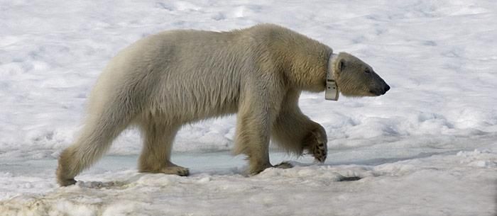 Eisbärenforschung in Spitzbergen