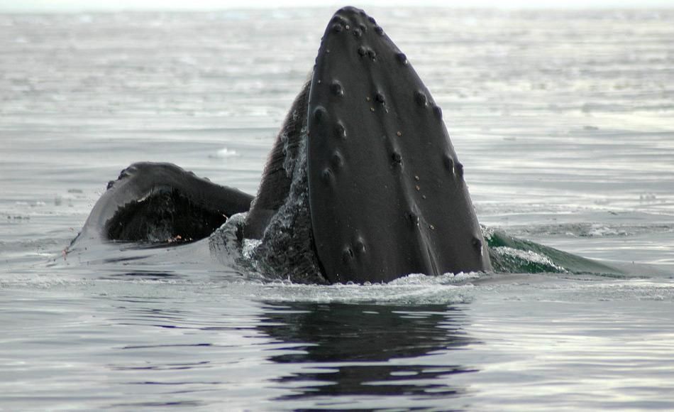 Krill ist nicht gleich Krill: Buckel- und Finnwale und ihre Ernährung in der Antarktis