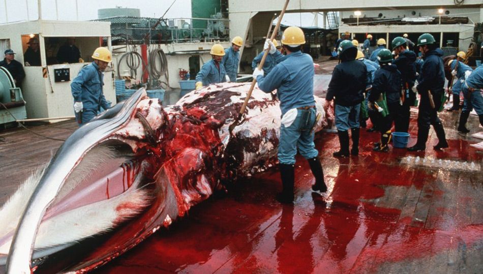 Japan erneut auf Walfang