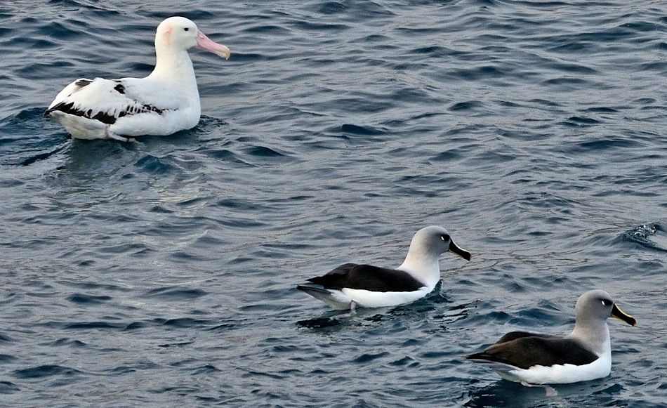 Südgeorgiens Albatrosse werden weniger